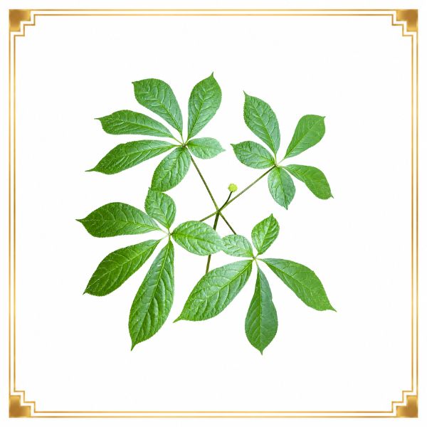 La-sam-ngoc-linh-tuoi