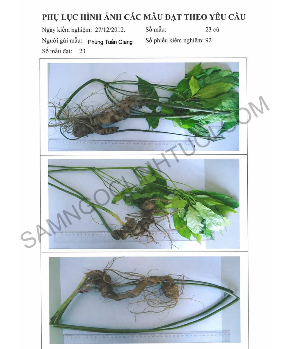 Phan-biet-sam-ngoc-linh-that-gia-10