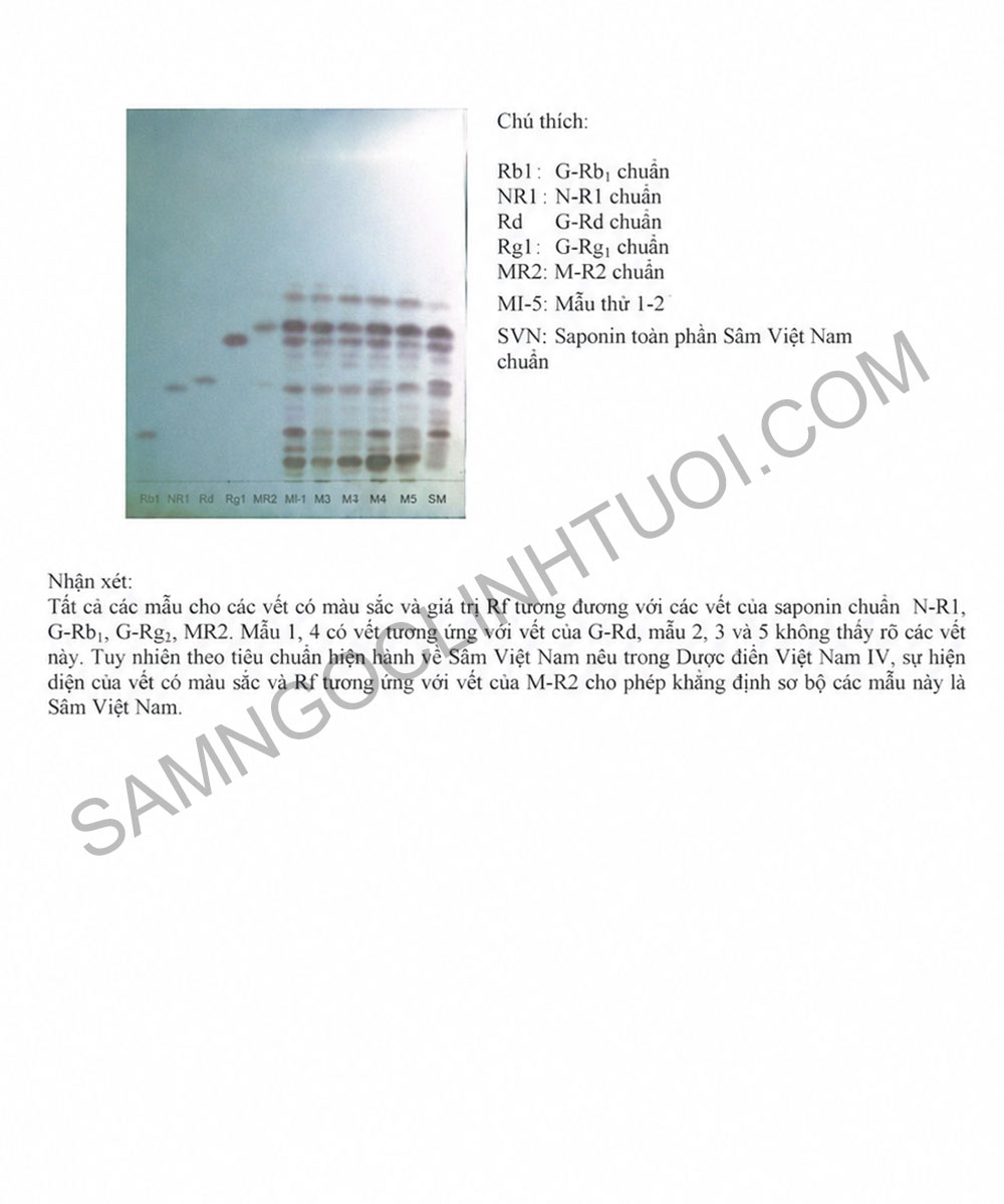 Phan-biet-sam-ngoc-linh-that-gia-13