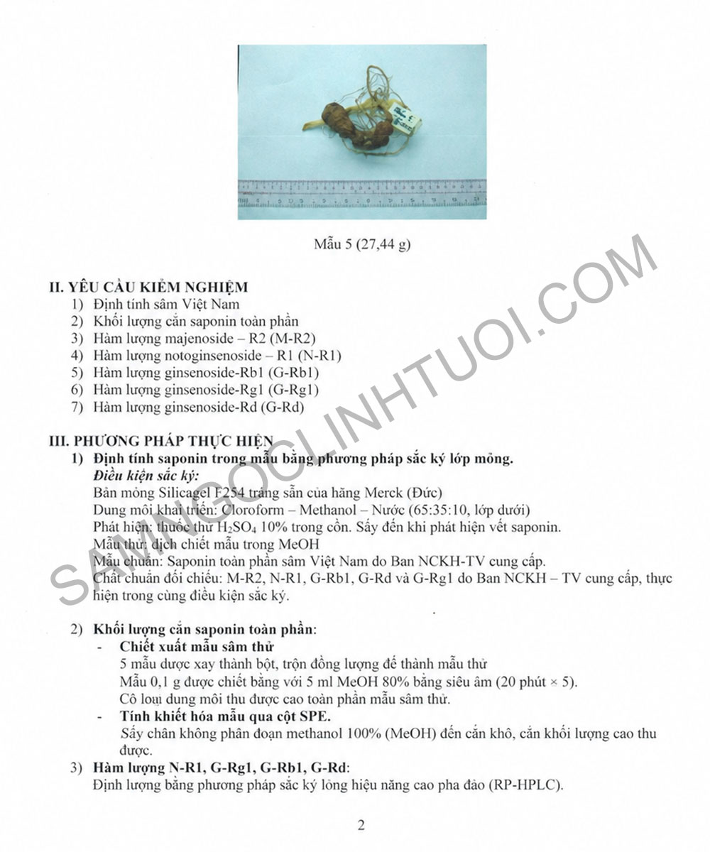 Phan-biet-sam-ngoc-linh-that-gia-15