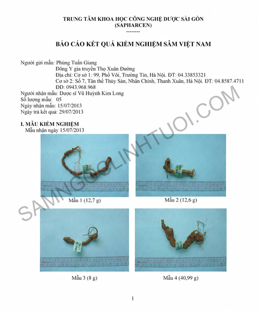 Phan-biet-sam-ngoc-linh-that-gia-16