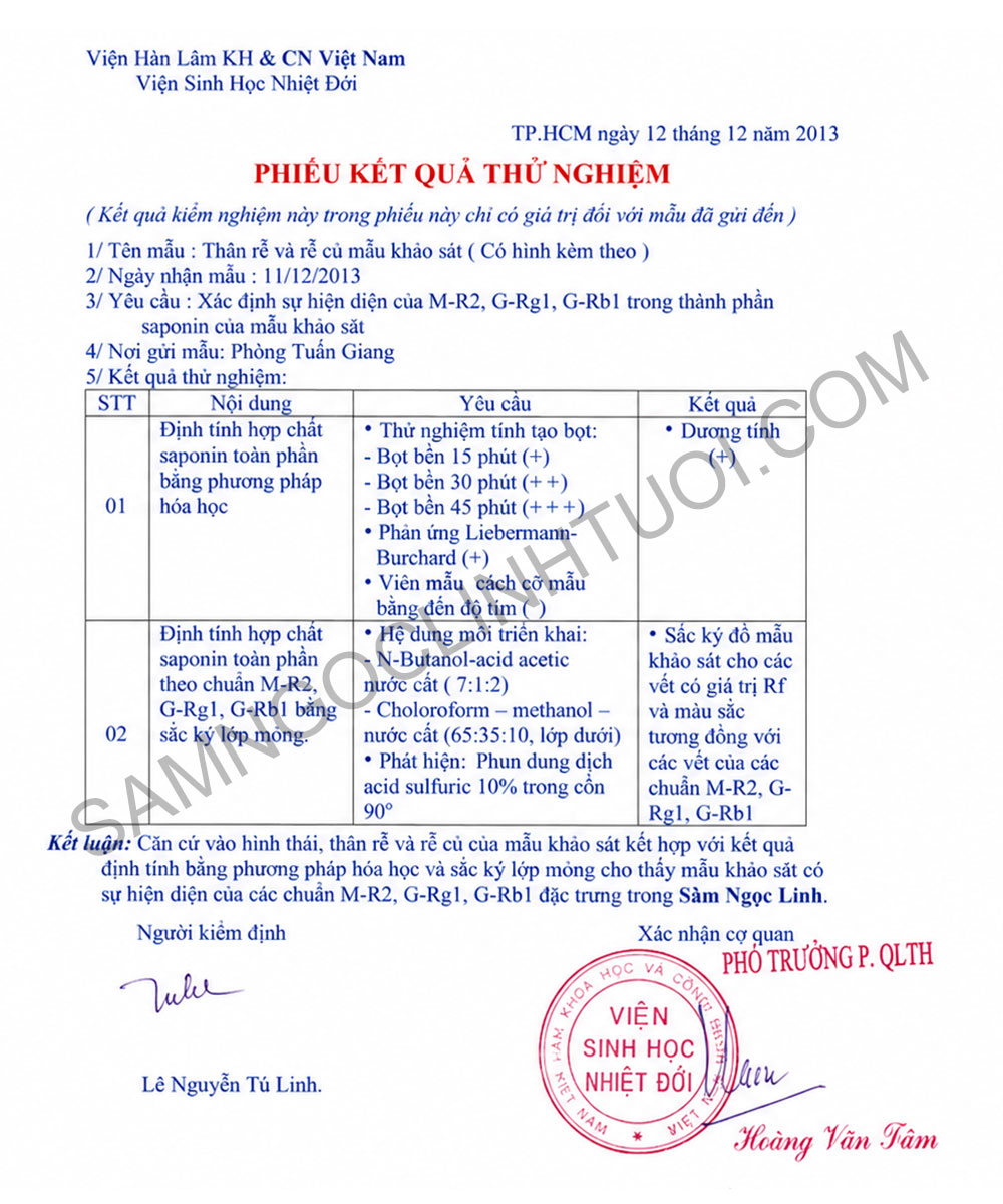 Phan-biet-sam-ngoc-linh-that-gia-17