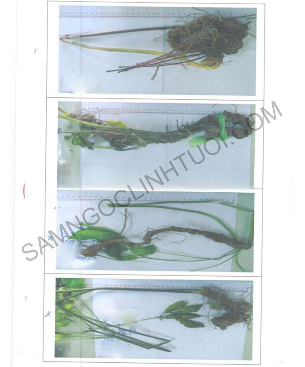 Phan-biet-sam-ngoc-linh-that-gia-21