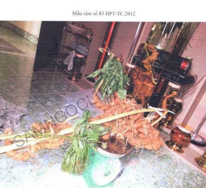 Phan-biet-sam-ngoc-linh-that-gia-22