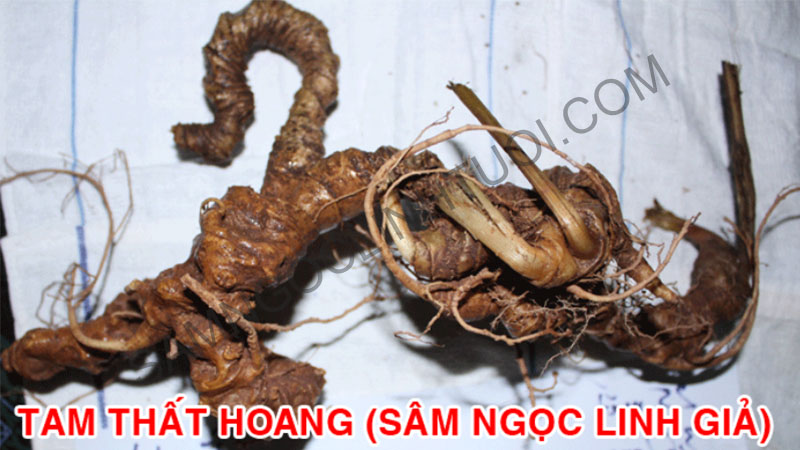 Phan-biet-sam-ngoc-linh-that-gia-28