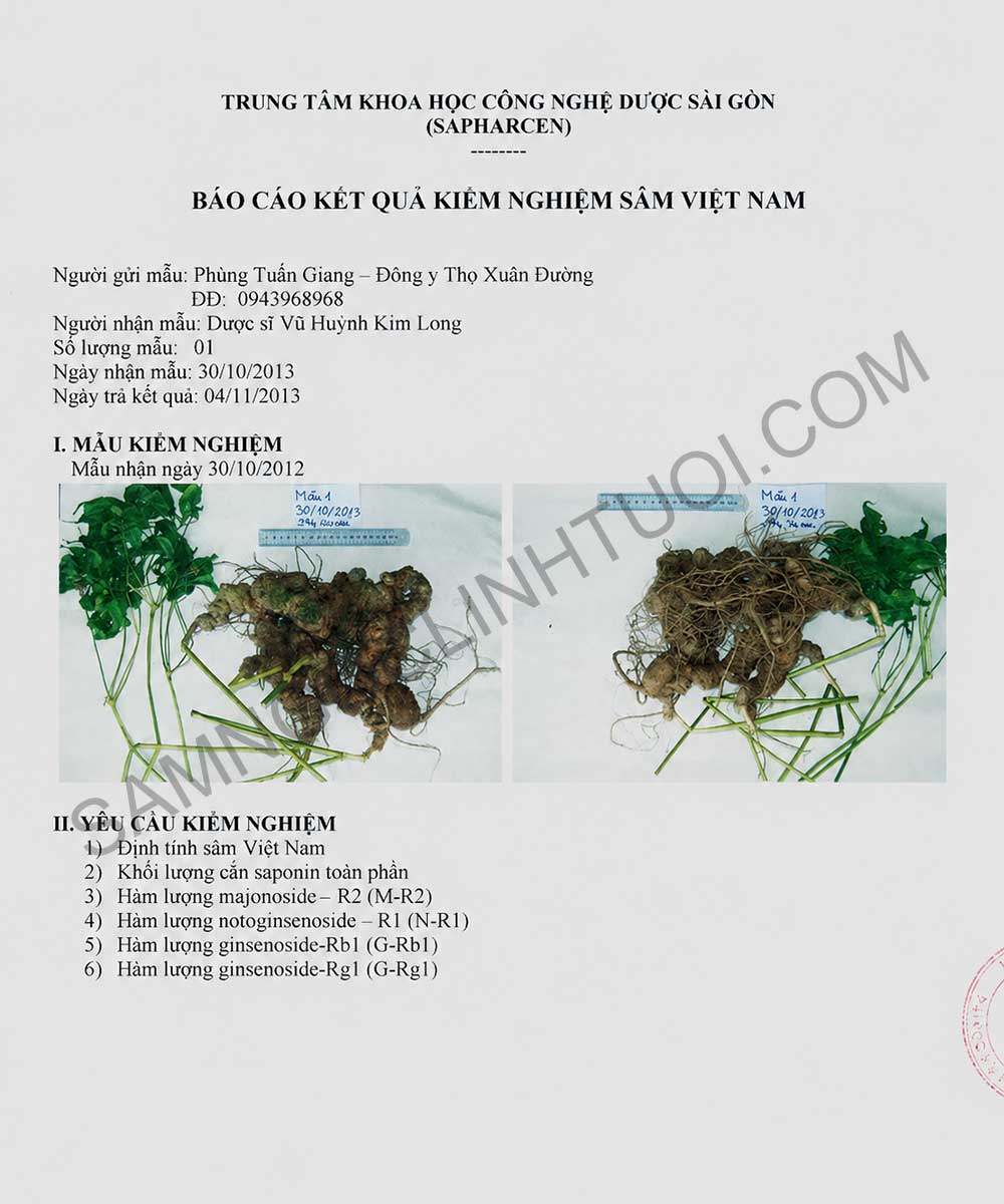 Phan-biet-sam-ngoc-linh-that-gia-6
