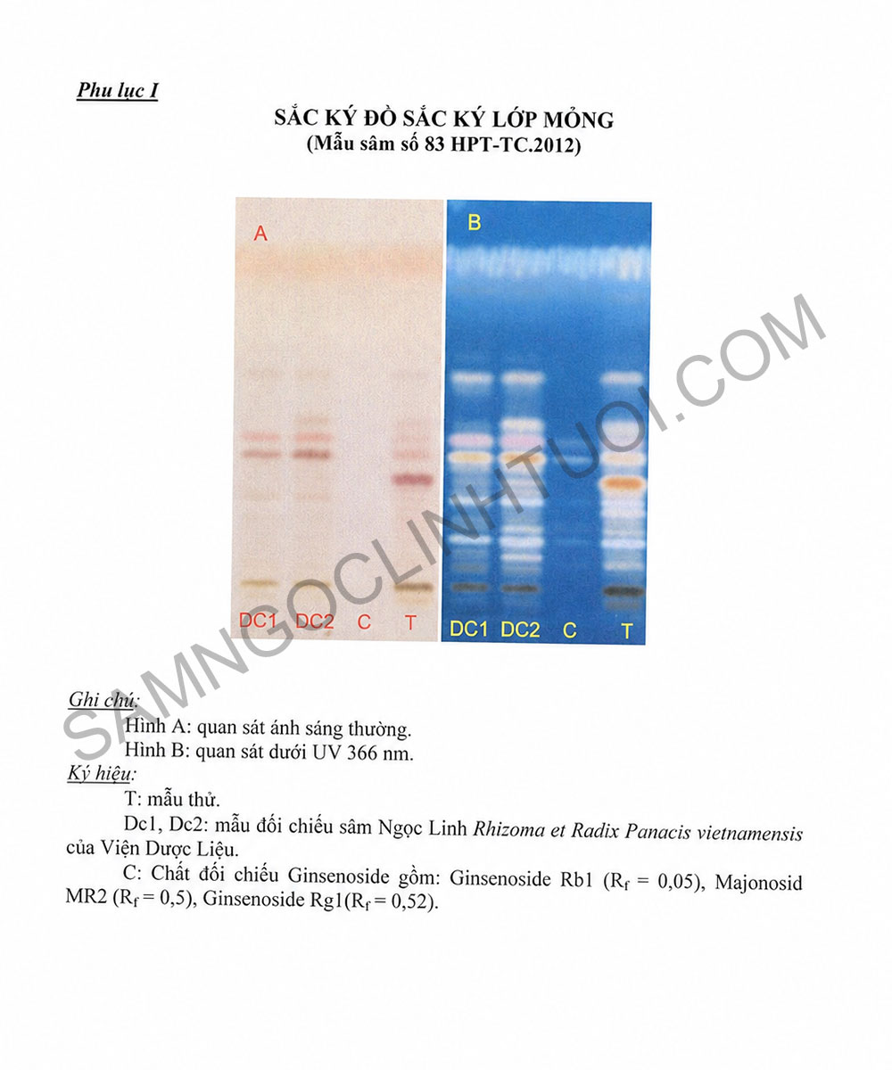 Phan-biet-sam-ngoc-linh-that-gia-7